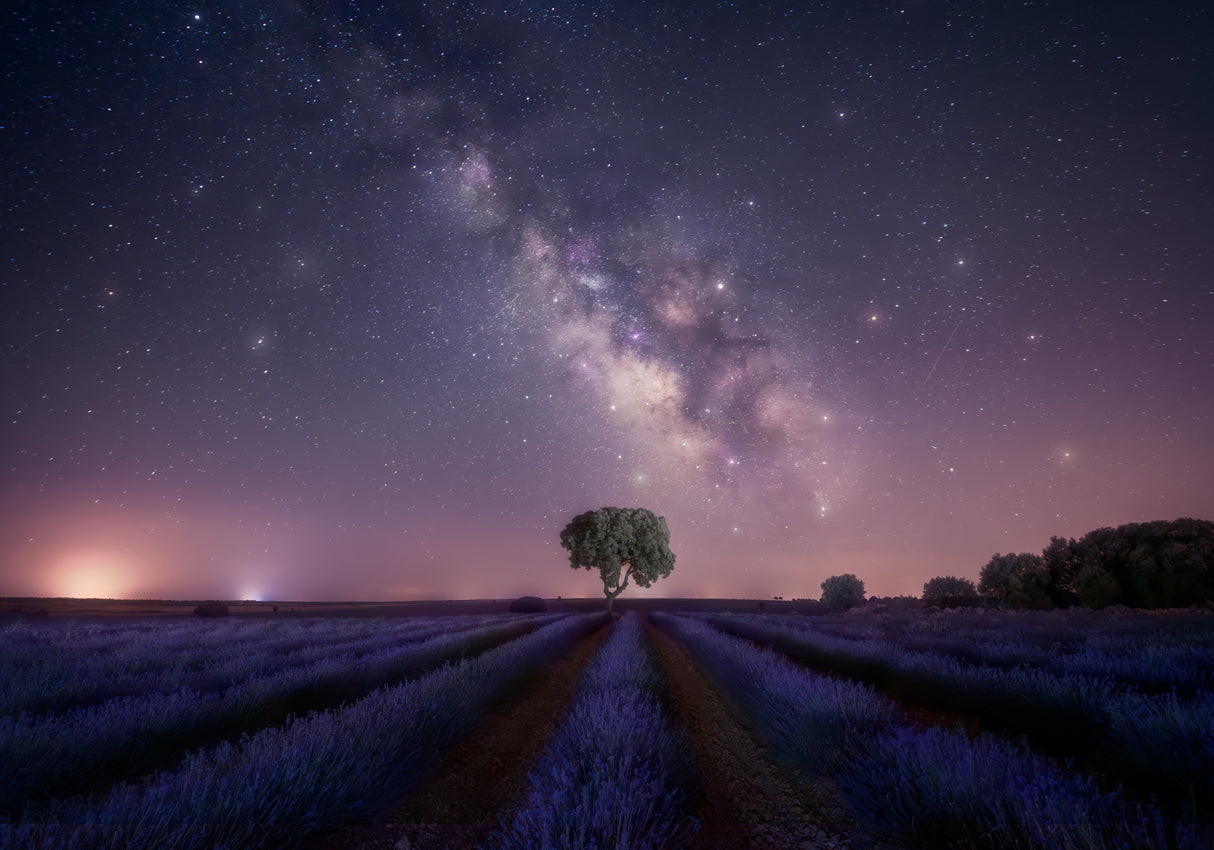 Lavender fields nightshot 2 7R27337 Poster och Canvastavla