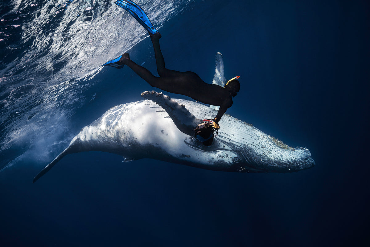Dancing with whale Poster och Canvastavla