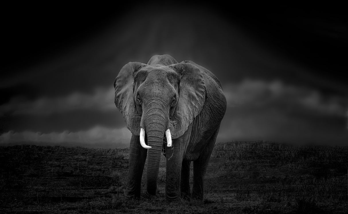 Kilimanjaro and Elephant 4723 Poster och Canvastavla