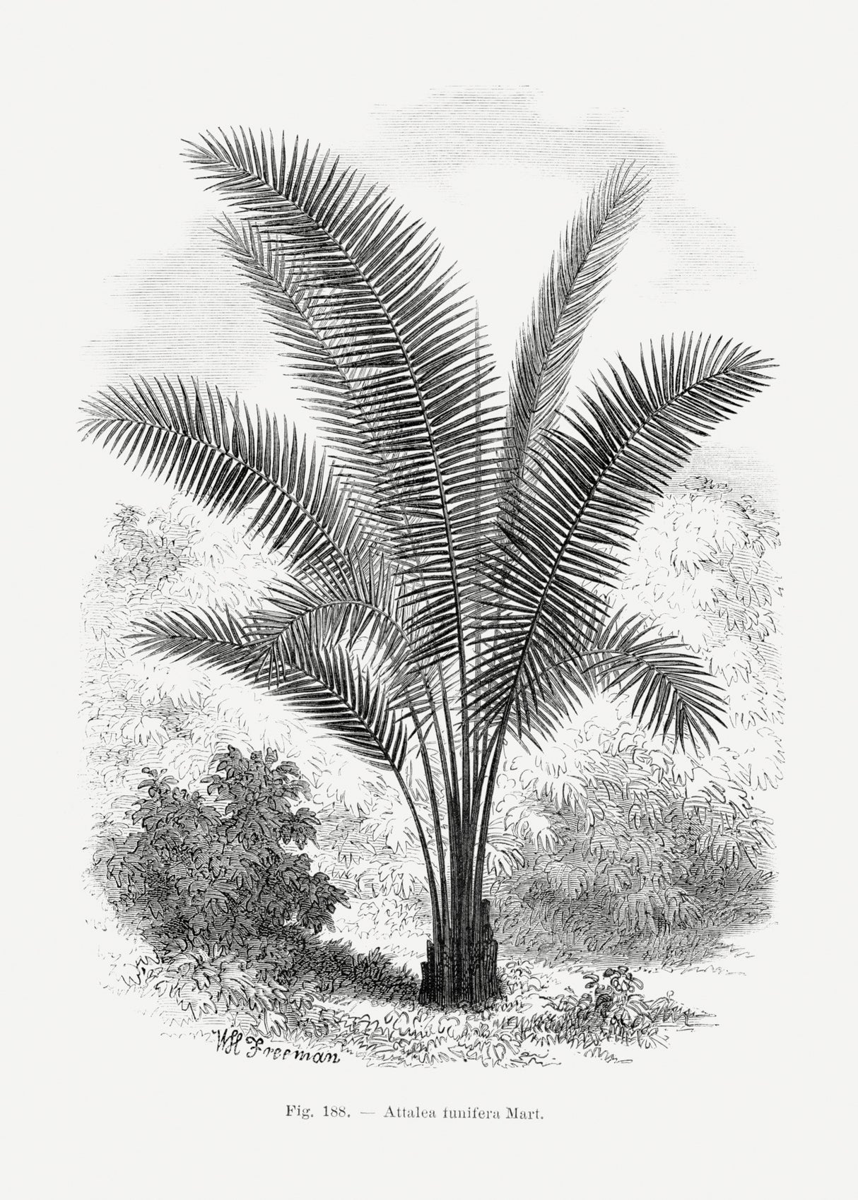 Vintage Palm Tree Drawing Vii Poster och Canvastavla