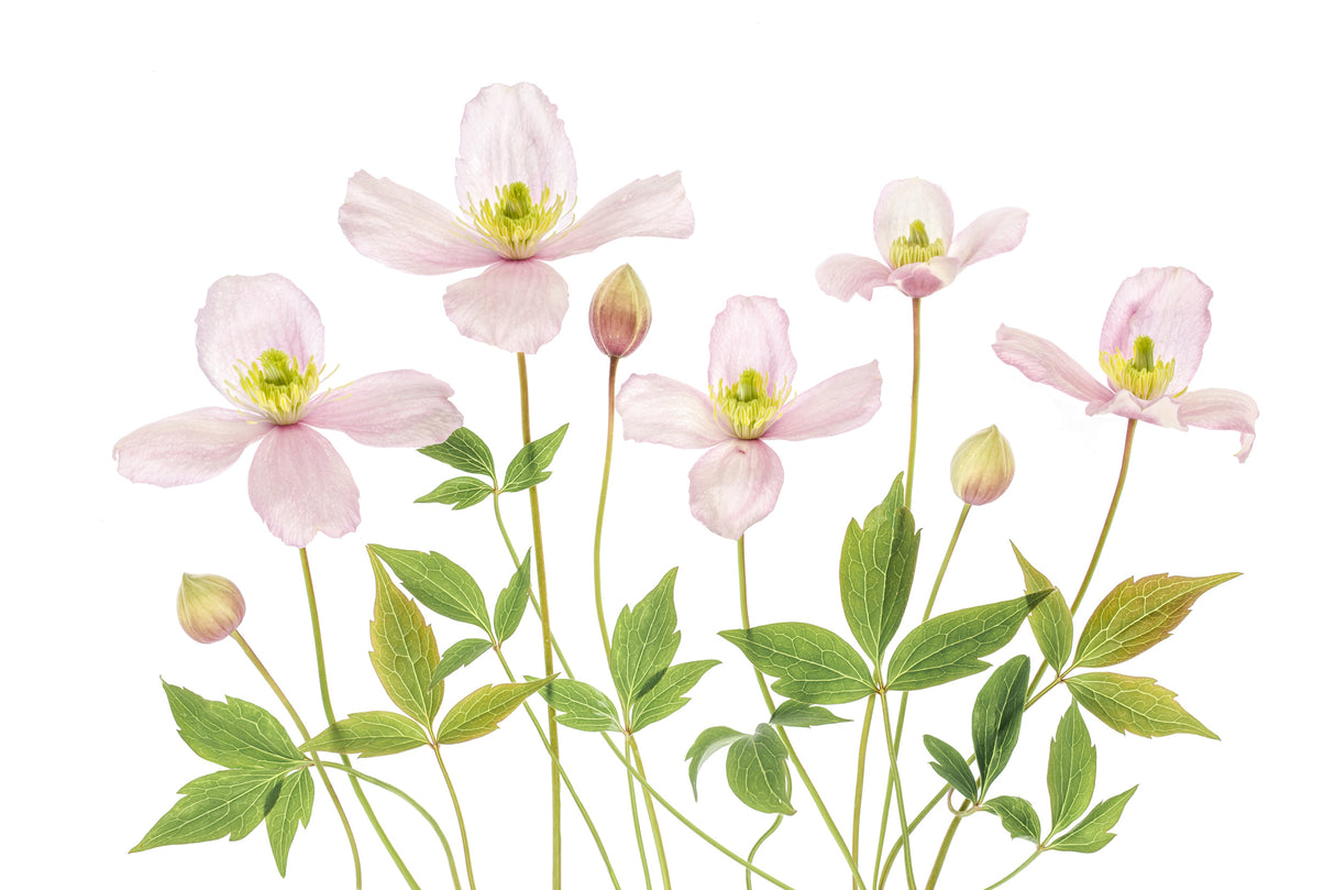 Clematis Poster och Canvastavla