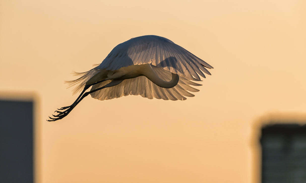 Jumping with a Golden Parachute Poster och Canvastavla