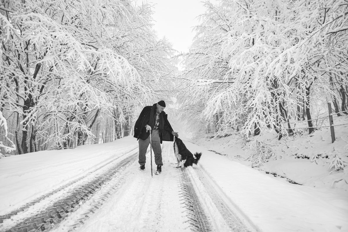 His Best Friend Poster och Canvastavla