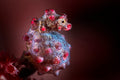 Bargibant's seahorse close up Poster och Canvastavla