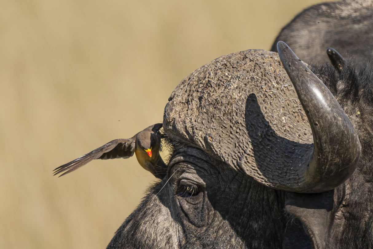 Bison and Oxpecker Poster och Canvastavla