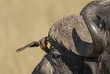 Bison and Oxpecker Poster och Canvastavla