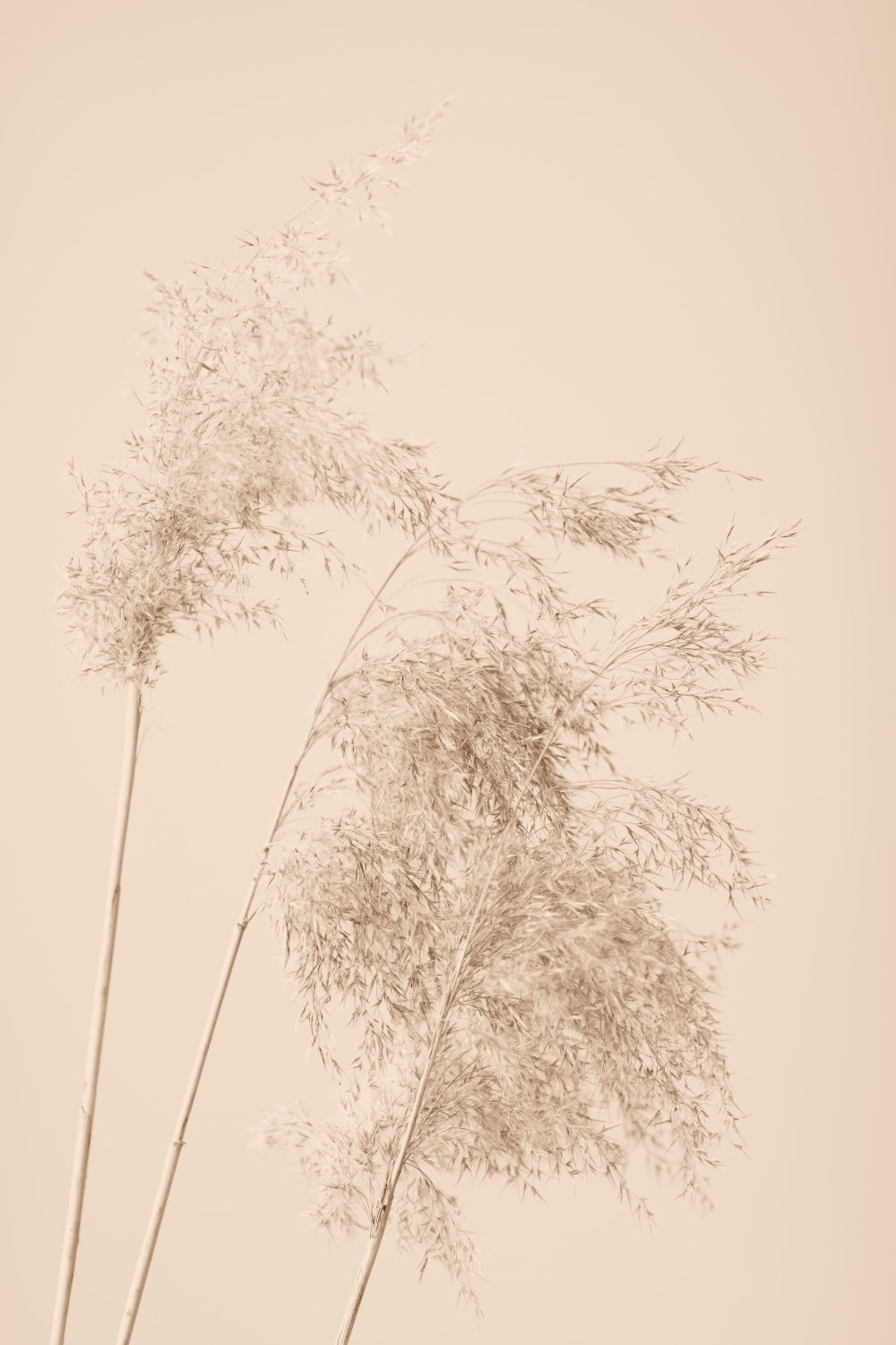 Reed Grass Beige 07 Poster och Canvastavla