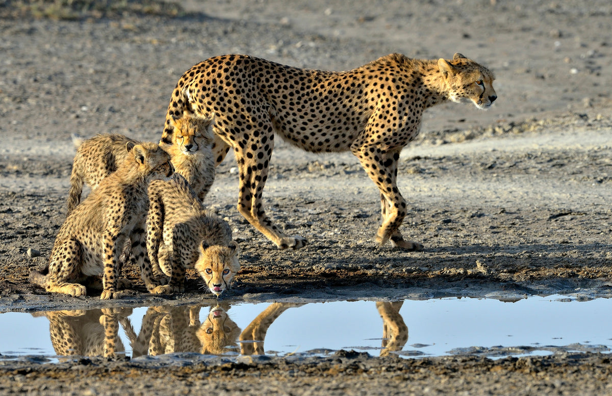 Cheetahs Poster och Canvastavla