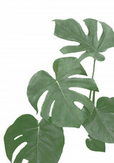 Monstera Aqua 03 Poster och Canvastavla