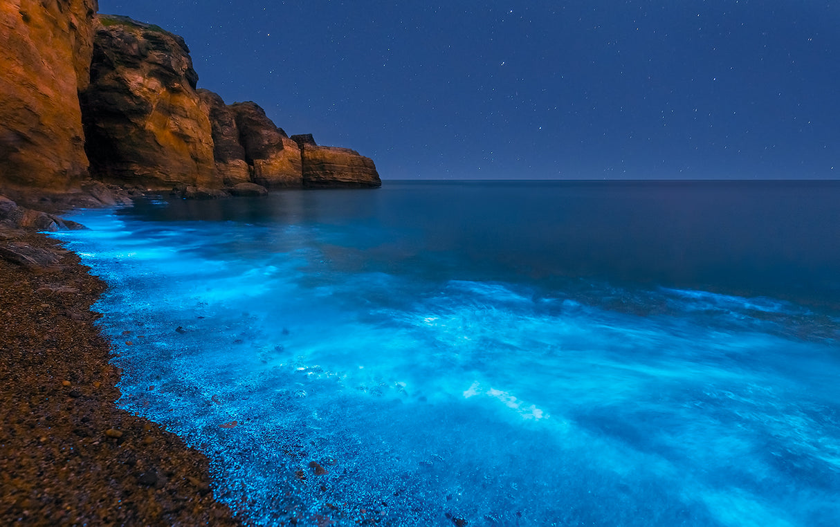 Bioluminescent Bay Poster och Canvastavla