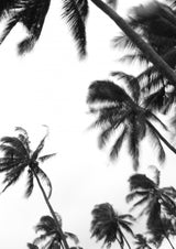 Coco Island No3 Poster och Canvastavla