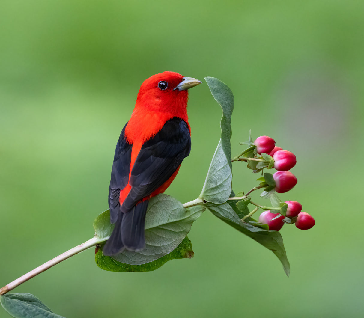 Scarlet Tanager Poster och Canvastavla