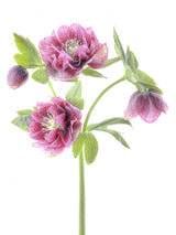 Spring Hellebores Poster och Canvastavla