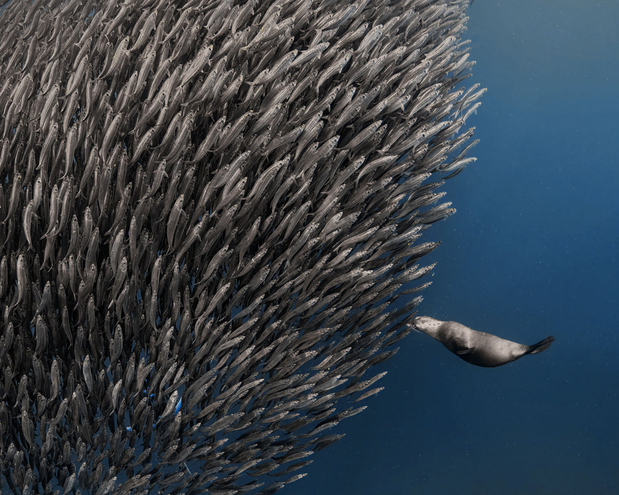 Hit the (fish) Wall Poster och Canvastavla