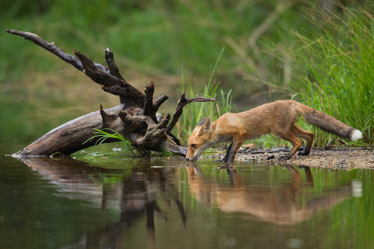 Red Fox Poster och Canvastavla