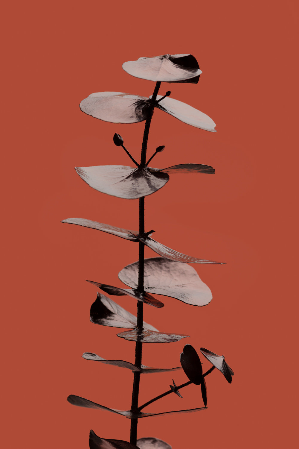 Eucalyptus Rust 02 Poster och Canvastavla
