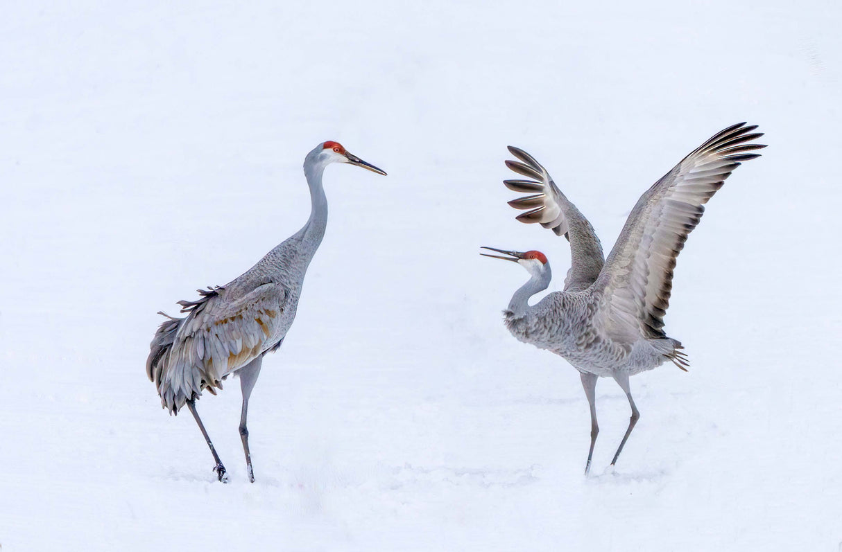 Dancing in snowfield Poster och Canvastavla