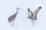 Dancing in snowfield Poster och Canvastavla