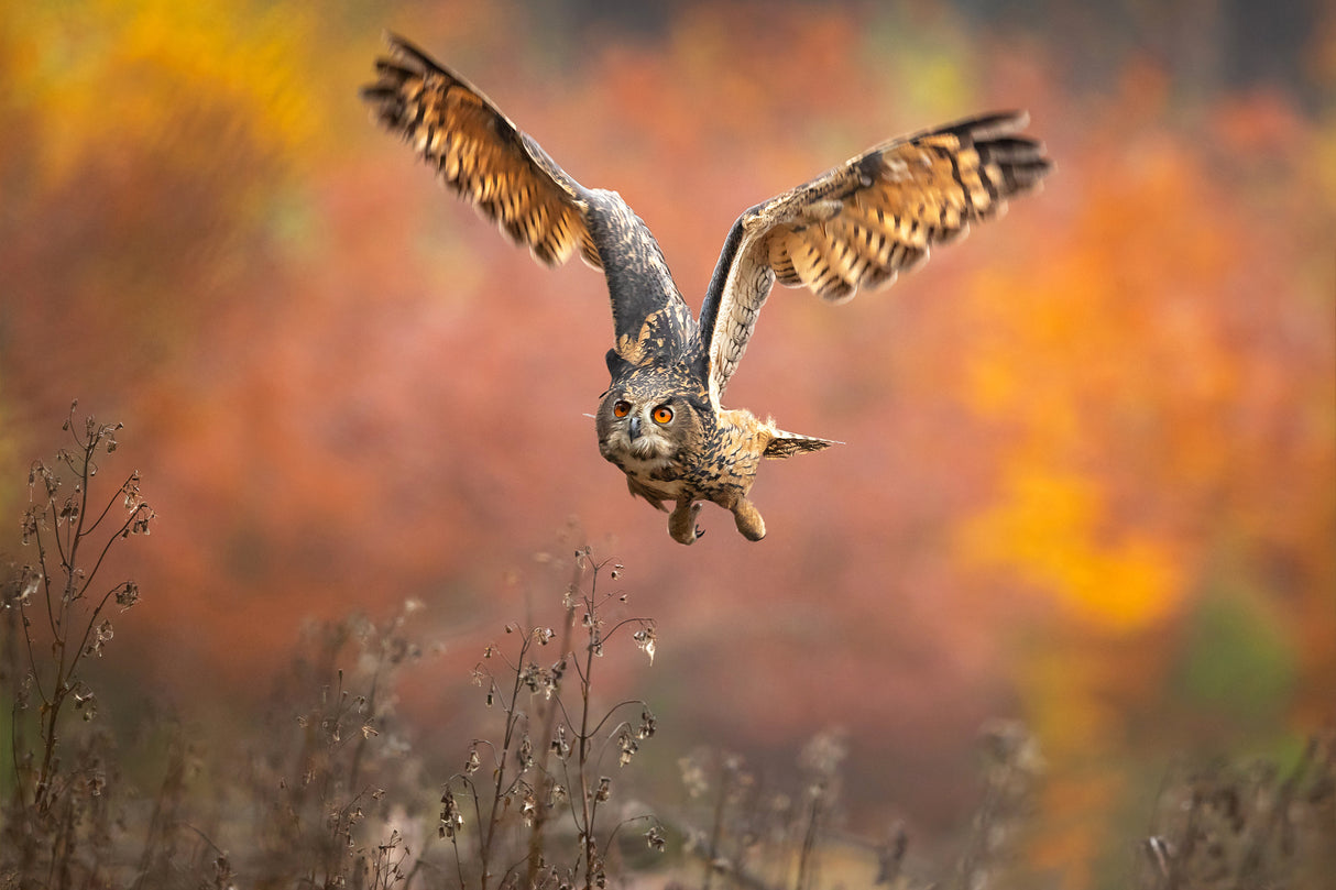Eurasian eagle-owl Poster och Canvastavla