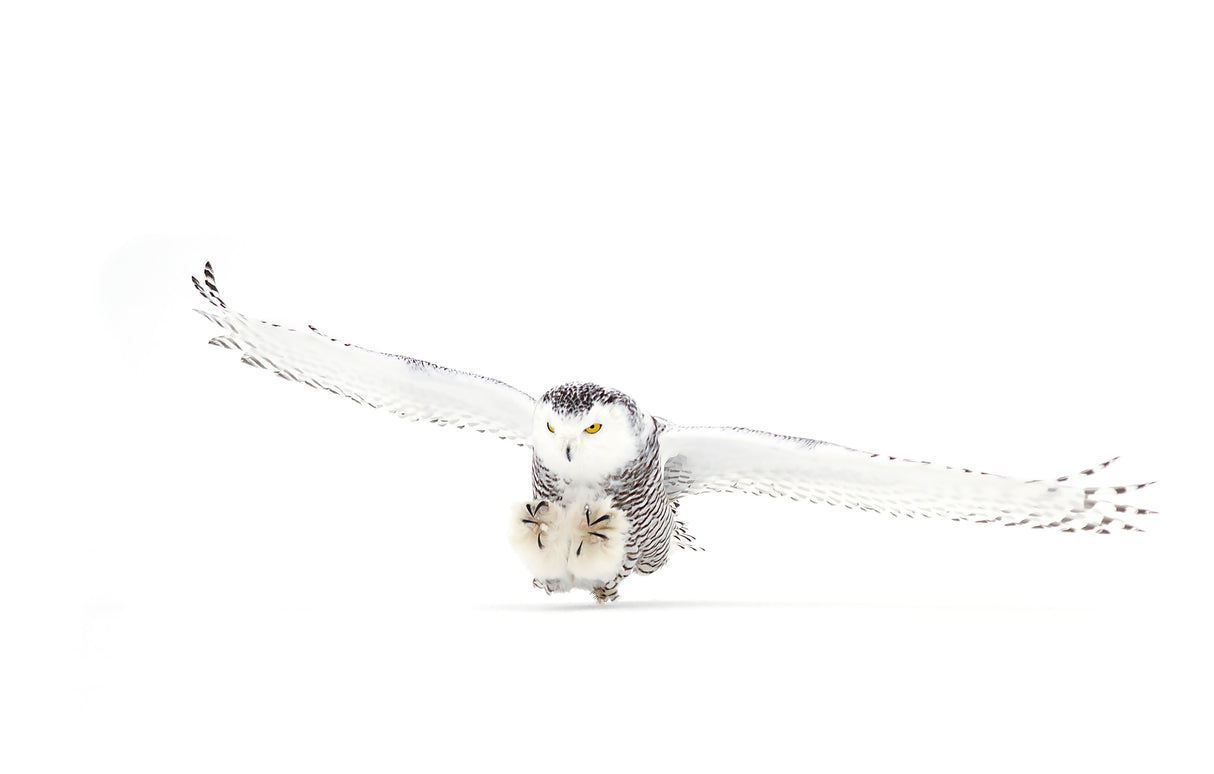 Snowy Owl coming in for the kill Poster och Canvastavla