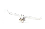 Snowy Owl coming in for the kill Poster och Canvastavla