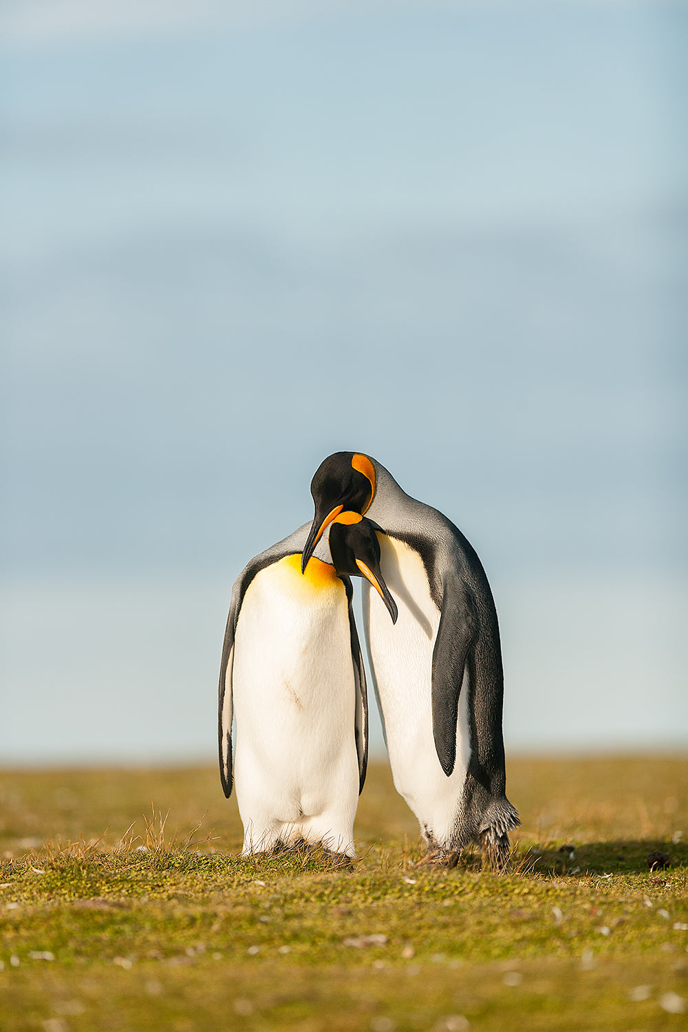 King Penguins couple Poster och Canvastavla