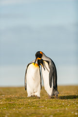King Penguins couple Poster och Canvastavla