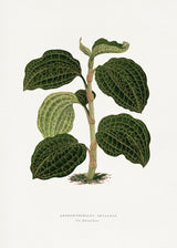 Green Anoechtochilus Setaceus Leaf Illustration Poster och Canvastavla