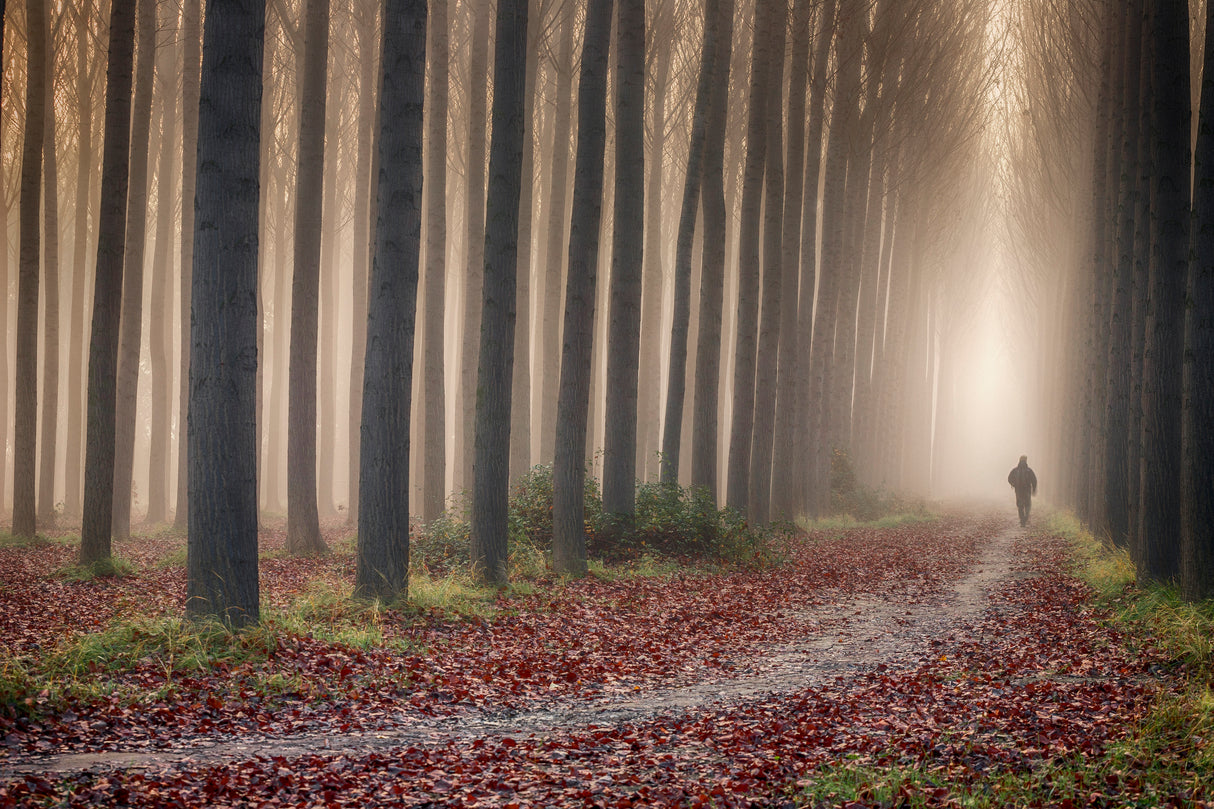 The Path Poster och Canvastavla