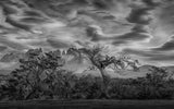 Trees below Patagonia skies Poster och Canvastavla