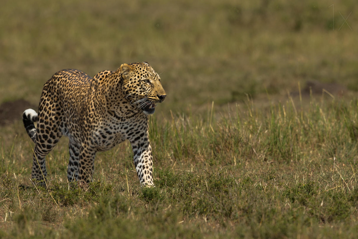 Leopard Poster och Canvastavla