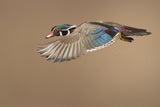 Wood Duck Poster och Canvastavla