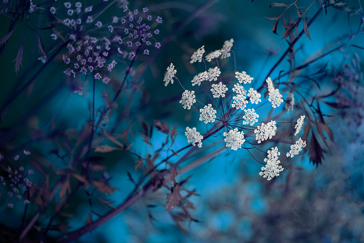Queen Anne's Lace Poster och Canvastavla
