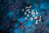 Queen Anne's Lace Poster och Canvastavla