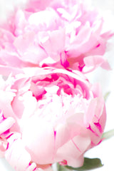 Pink peony X Poster och Canvastavla