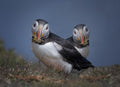 The Nest Builders Poster och Canvastavla