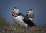 The Nest Builders Poster och Canvastavla
