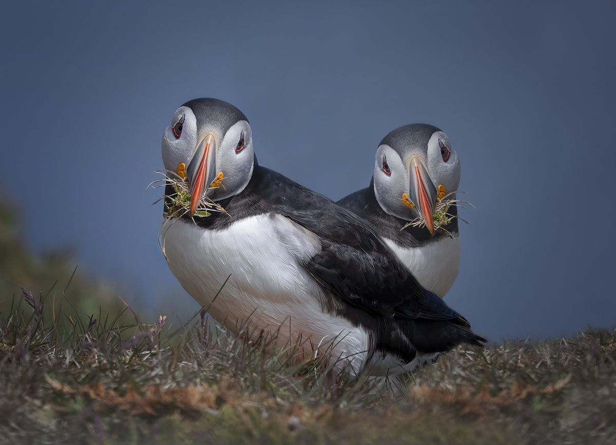 The Nest Builders Poster och Canvastavla