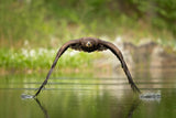 White-tailed eagle Poster och Canvastavla