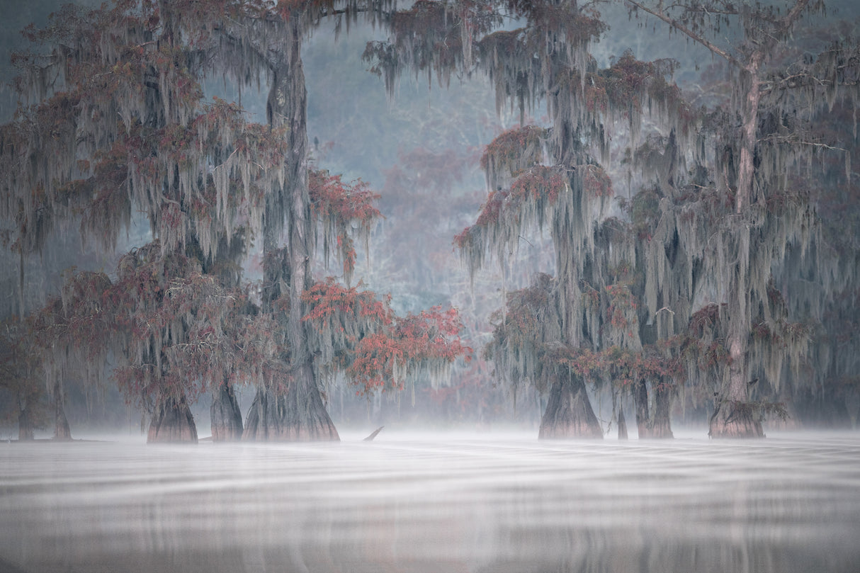 Misty Bayou Poster och Canvastavla