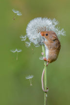 Harvest mice Poster och Canvastavla