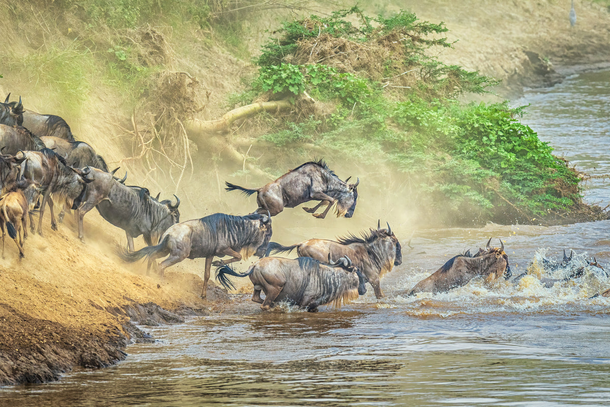 The leap for life Poster och Canvastavla