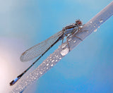 A rainy summer morning... Poster och Canvastavla