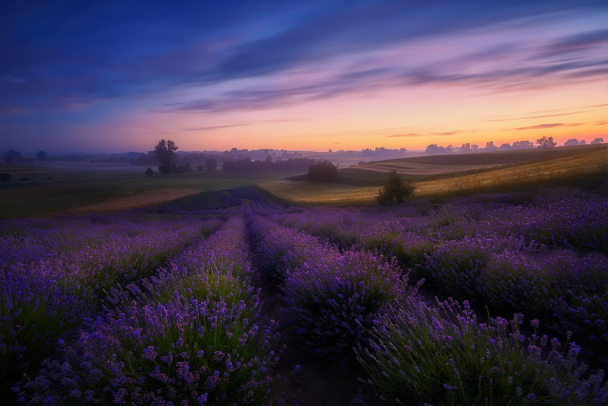 Lavender fields Poster och Canvastavla