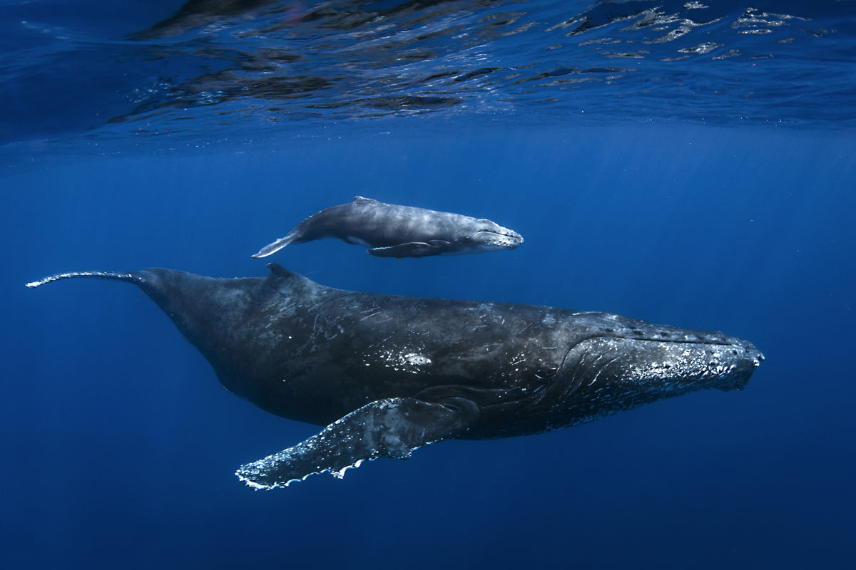 Humpback whales Poster och Canvastavla