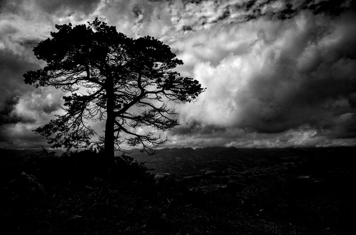 Tree Poster och Canvastavla