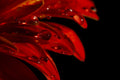 Gerbera leaf and water drops Poster och Canvastavla
