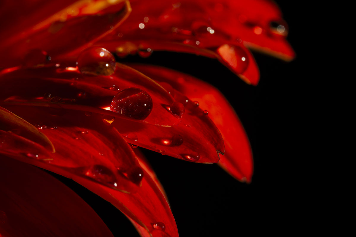 Gerbera leaf and water drops Poster och Canvastavla