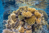 Reef of Mayotte Poster och Canvastavla