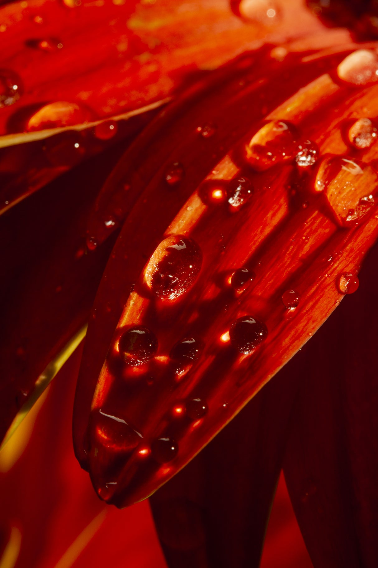 flower leaf and water drops Poster och Canvastavla